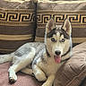 Atlas participe au concours pour gagner de l'argent avec cette photo : animal, blue_eyes, canine, companion, couch, cushion, cute, dog, fur, furniture, home, indoor, mammal, paw, pet, puppy, relaxed, resting, siberian_husky, tongue_out