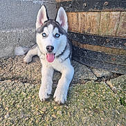 Atlas a rejoint le concours — aidez-le/la à gagner de superbes lots ! animal, barrel, blue_eyes, concrete_wall, cute, dog, ears, fur, outdoor, paws, pet, playful, puppy, resting, rough_ground, siberian_husky, snout, tongue_out, wooden_barrel, young_dog