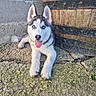 animal, barrel, blue_eyes, concrete_wall, cute, dog, ears, fur, outdoor, paws, pet, playful, puppy, resting, rough_ground, siberian_husky, snout, tongue_out, wooden_barrel, young_dog