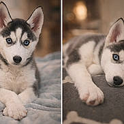 Atlas a rejoint le concours — aidez-le/la à gagner de superbes lots ! husky, puppy, dog, blue_eyes, pet, animal, cute, fur, ears, lying_down, sitting, blanket, indoors, portrait, young, soft_texture, close_up, sleepy, cozy, friendly