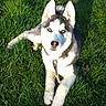 Atlas participe au concours pour gagner de l'argent avec cette photo : animal, blue_eyes, canine, cute, dog, domestic_animal, fur, grass, greenery, leash, lying_down, nature, outdoor, pet, puppy, resting, siberian_husky, summer, sunlight, young