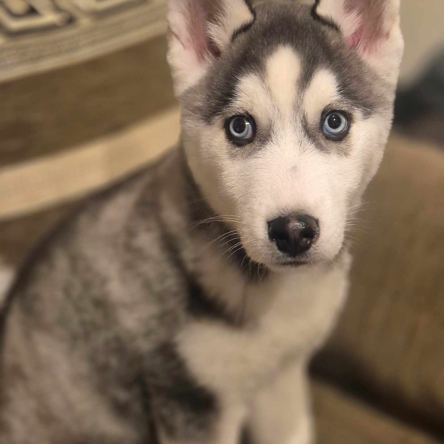 Atlas participe au concours pour gagner de l'argent avec cette photo : animal, blue_eyes, canine, couch, cute, dog, ears, fur, furniture, husky, indoor, looking_at_camera, mammal, nose, pet, portrait, puppy, sitting, whiskers, young