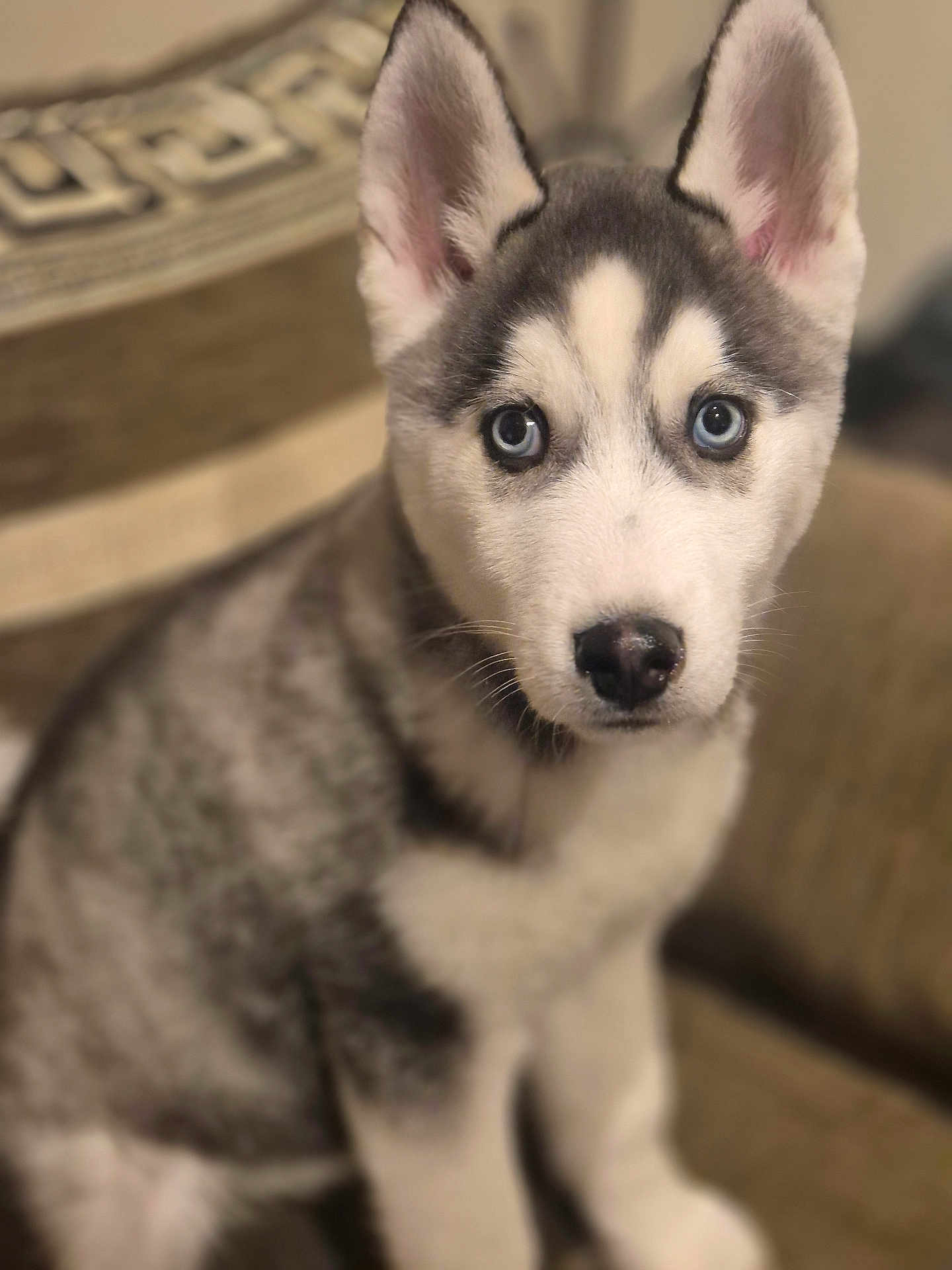 Atlas participe au concours pour gagner de l'argent avec cette photo : dog, puppy, husky, blue_eyes, pet, animal, cute, sitting, indoor, furniture, couch, fur, portrait, young, mammal, canine, looking_at_camera, ears, nose, whiskers