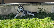 Atlas a rejoint le concours — aidez-le/la à gagner de superbes lots ! alert, animal, canine, dog, domestic_animal, fence, fur, grass, greenery, mammal, nature, outdoor, pet, playful, resting, siberian_husky, summer, sunlight, tongue_out, yard