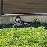 alert, animal, canine, dog, domestic_animal, fence, fur, grass, greenery, mammal, nature, outdoor, pet, playful, resting, siberian_husky, summer, sunlight, tongue_out, yard