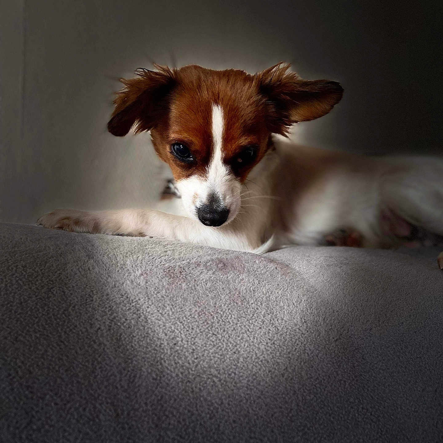 Cookie participe au concours pour gagner de l'argent avec cette photo : animal, brown, calm, cozy, cute, dog, ears, fur, indoor, intimate, lying_down, pet, portrait, puppy, resting, shadow, small_dog, soft_surface, spotlight, white