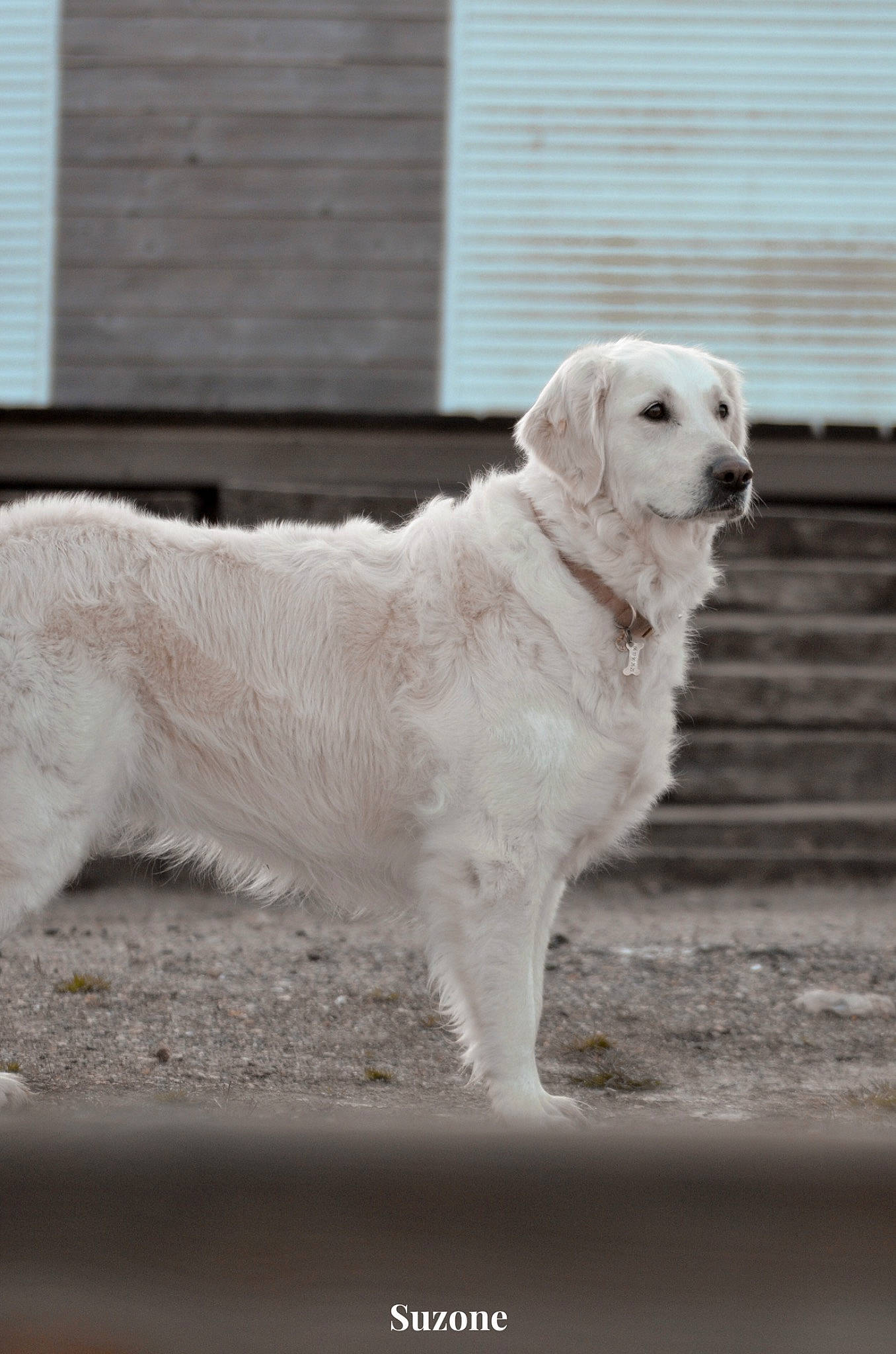 Mango a rejoint le concours — aidez-le/la à gagner de superbes lots ! canidae, carnivore, companion_dog, dog, dog_breed, flooring, gun_dog, monochrome, monochrome_photography, retriever, snout, sporting_group, tail, working_animal