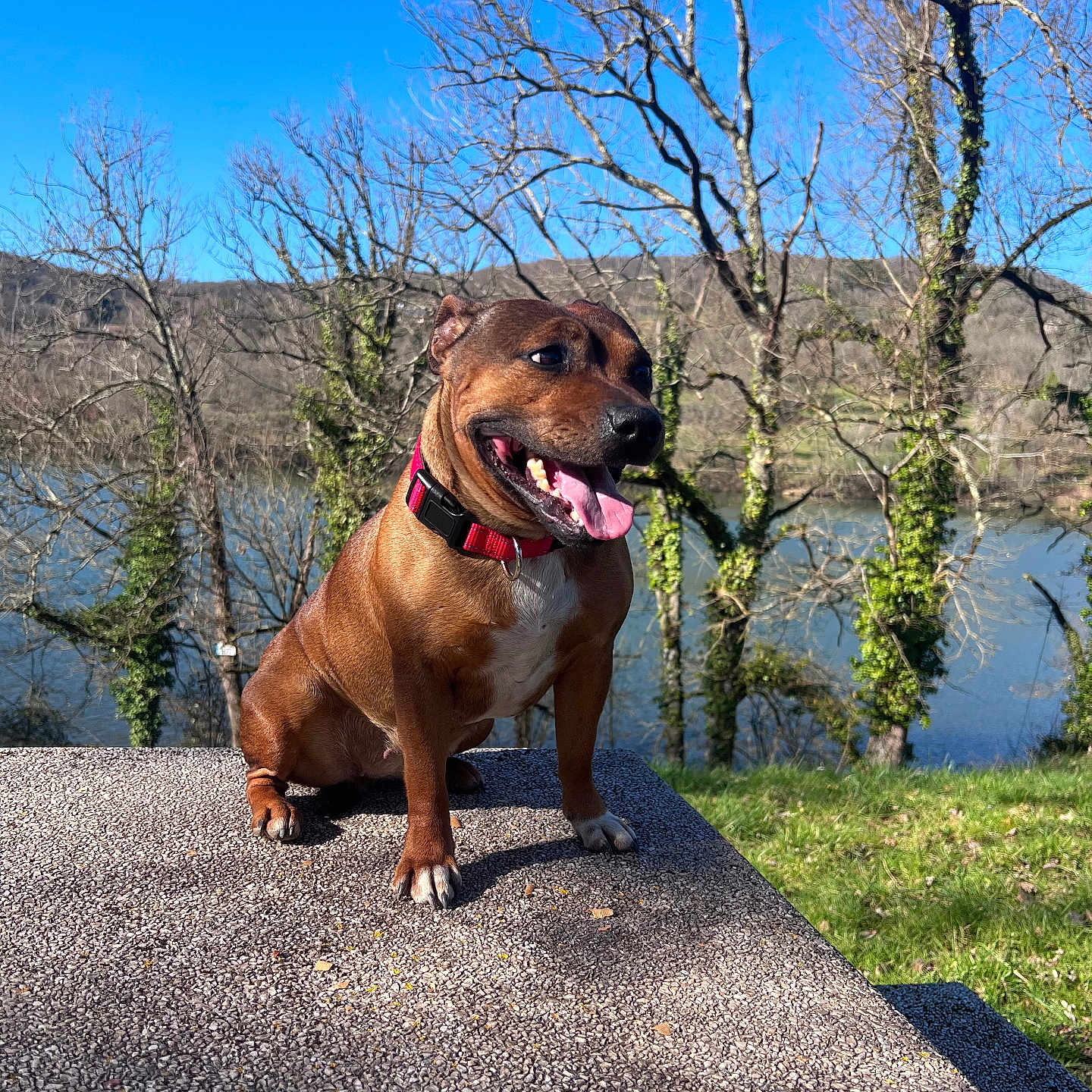 Manba participe au concours pour gagner de l'argent avec cette photo : accessories, animal, boxer, bulldog, canine, dog, grass, hound, nature, outdoors, park, path, pet, plant, puppy, road, rock, tree, vegetation, water