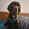 Senastin joined the competition — help win amazing prizes! dog, pet, canine, brown_fur, fluffy, long_hair, sitting, portrait, indoors, bed, bedspread, floral_pattern, harness, checkered, black_and_brown, large_dog, sad_expression, looking_at_camera, home, wood_paneling