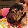 brown_fur, close_up, collar, cuddling, dog, face, floppy_ears, floral_shirt, holding, indoor, long_hair, person, pet, pink_clothing, portrait, puppy, smiling, tag, warm_lighting, woman