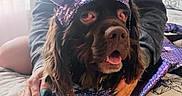 Senastin is registered to the contest to win money with this photo: dog, brown_dog, pet, costume, cat_ears, sequins, purple, glitter, tongue_out, funny, portrait, close_up, indoors, bed, blanket, human_hand, nail_polish, fashion, dress_up, animal