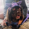 Senastin is registered to the contest to win money with this photo: dog, costume, cat_ears, sequins, purple, brown, long_hair, tongue_out, close_up, portrait, pet, indoors, bed, blanket, pillow, human_hands, manicure, colorful_nails, funny, fashion