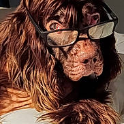 Senastin is registered to the contest to win money with this photo: dog, brown_dog, long_hair, fluffy, shaggy, wearing_glasses, funny, portrait, close_up, pet, canine, muzzle, paw, fur, indoors, bed, resting, humorous, accessory, animal
