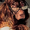 dog, brown_dog, long_hair, fluffy, shaggy, wearing_glasses, funny, portrait, close_up, pet, canine, muzzle, paw, fur, indoors, bed, resting, humorous, accessory, animal