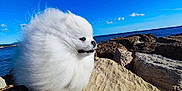 Ulysse a rejoint le concours — aidez-le/la à gagner de superbes lots ! animal, blue_sky, canine, clouds, daytime, dog, fluffy, fur, landscape, nature, outdoor, pet, pomeranian, portrait, rocks, sea, small_dog, sunny, water, white_fur