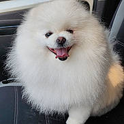 Ulysse participe au concours pour gagner de l'argent avec cette photo : animal, car_seat, companion, cute, dog, fluffy, fur, happy, indoor, pet, pomeranian, portrait, seat, small_dog, smiling, sunlight, tongue_out, vehicle, white, window
