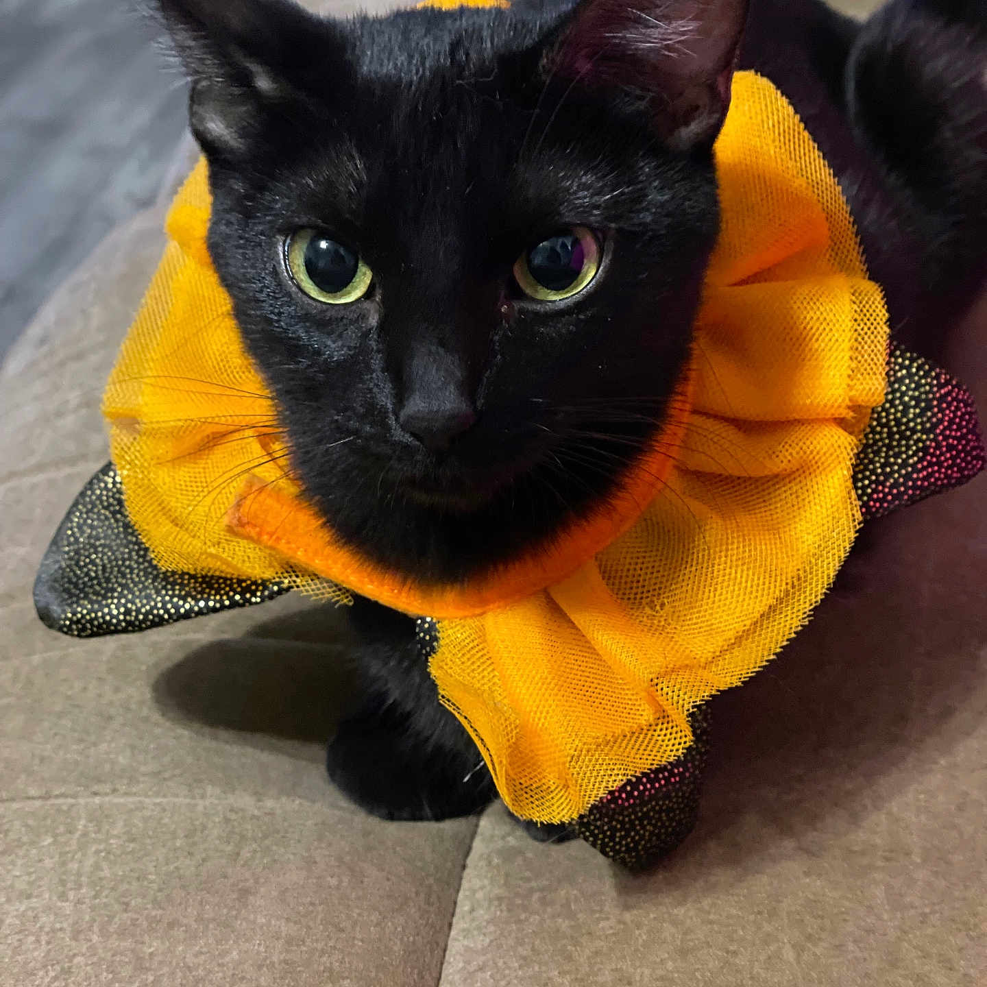 Magic is registered to the contest to win money with this photo: animal, black_cat, cat, close_up, costume, couch, cute, domestic_animal, ears, fabric, feline, fur, green_eyes, indoor, pet, portrait, ruffled_collar, sitting, whiskers, yellow_accessory