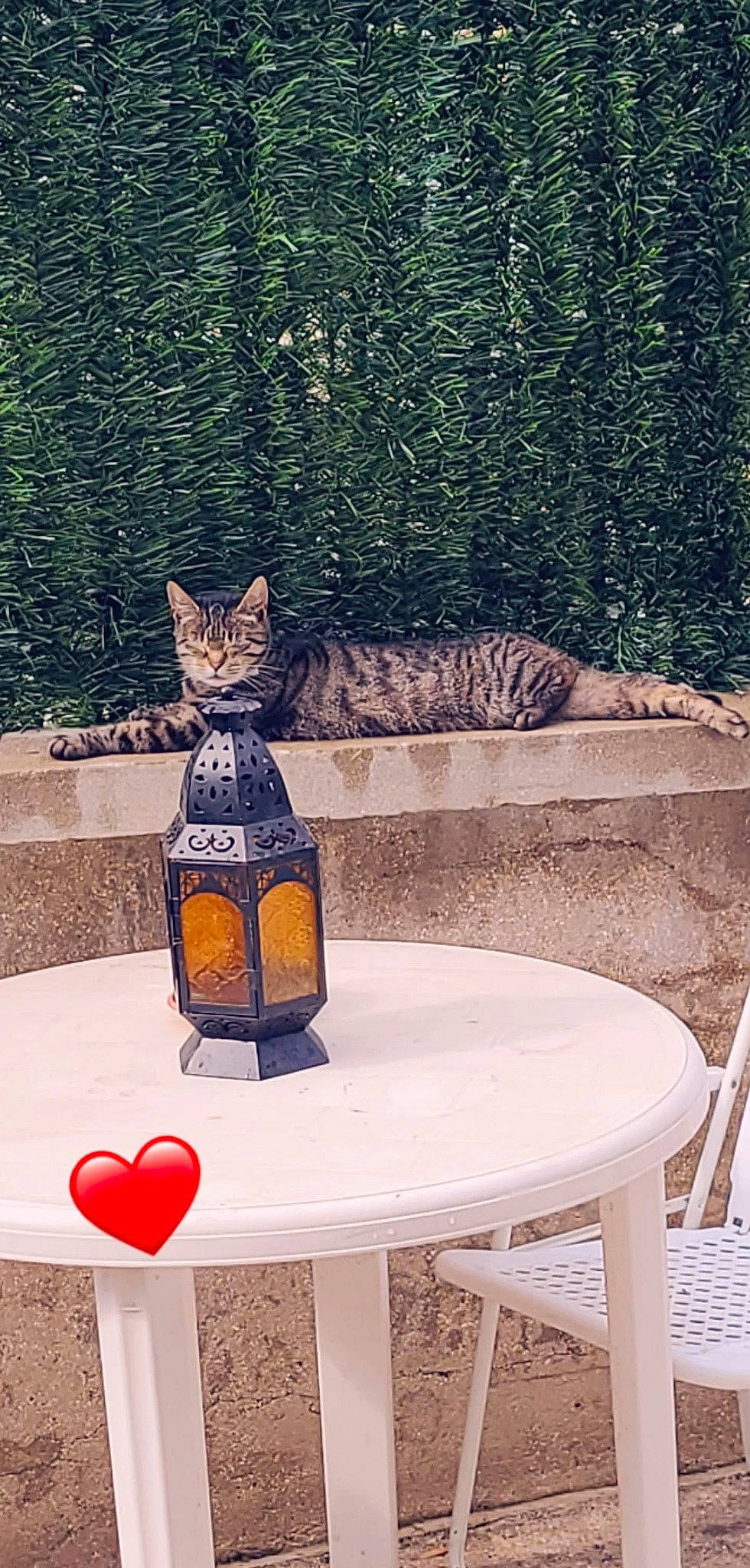 Gaby a rejoint le concours — aidez-le/la à gagner de superbes lots ! bottle, carnivore, cat, felidae, floor, flooring, furniture, interior_design, line, outdoor_furniture, outdoor_table, plant, rectangle, table, tableware, textile, tree, wall, window, wood
