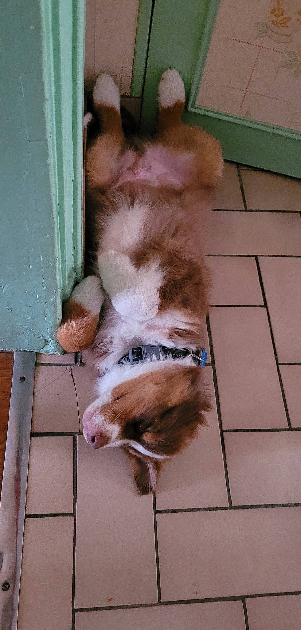 Tanio participe au concours pour gagner de l'argent avec cette photo : canidae, carnivore, companion_dog, dog, dog_breed, fawn, felidae, floor, flooring, hardwood, liver, pet_supply, small_to_medium_sized_cats, snout, spaniel, sporting_group, tail, toy_dog, wood, working_animal