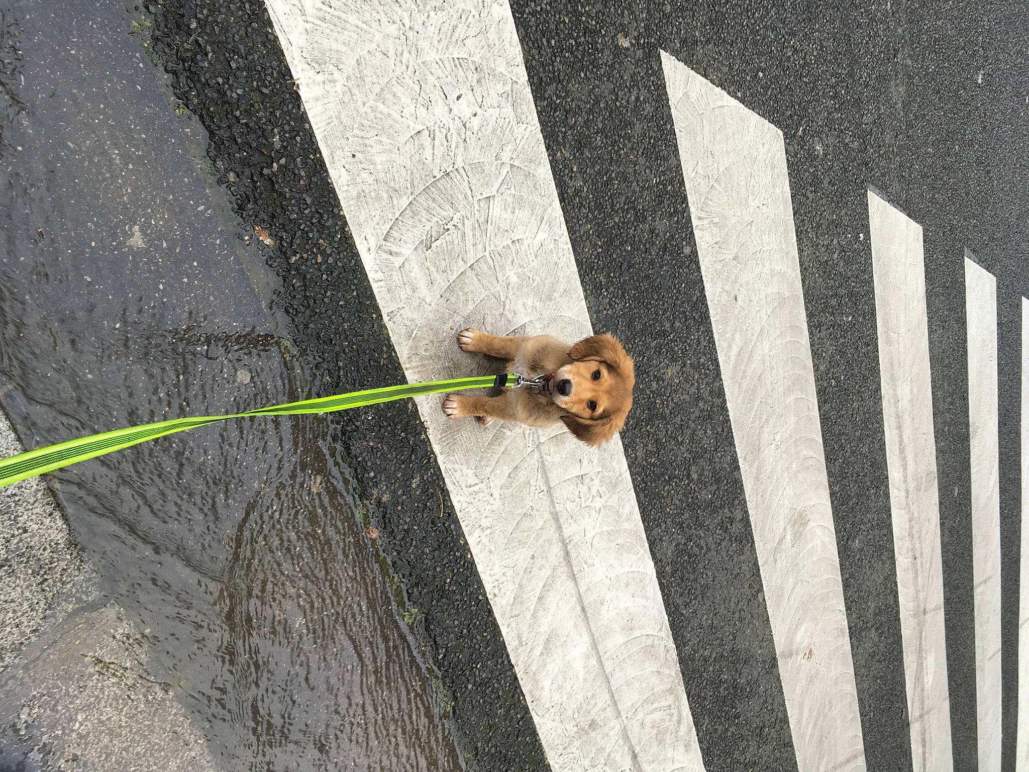 Chloé a rejoint le concours — aidez-le/la à gagner de superbes lots ! asphalt, carnivore, concrete, dog, door, flooring, font, grass, leash, metal, pattern, pedestrian, plant, road, road_surface, shadow, sidewalk, street_light, tree, wood