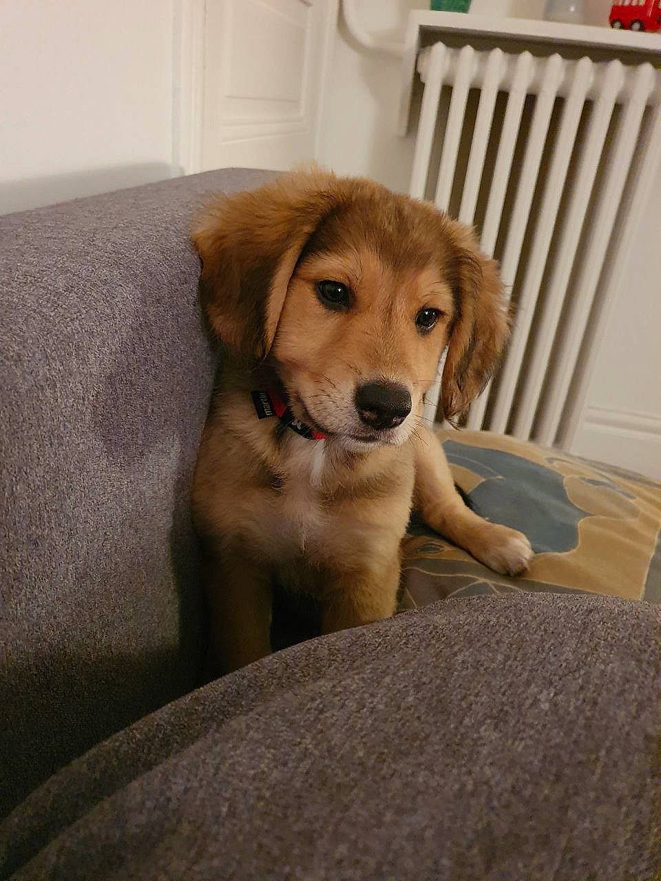 Chloé participe au concours pour gagner de l'argent avec cette photo : ball, canidae, carnivore, companion_dog, dog, dog_breed, fawn, flooring, fur, hardwood, labrador_retriever, plant, retriever, snout, sporting_group, tail, tree, whiskers, wood, working_animal