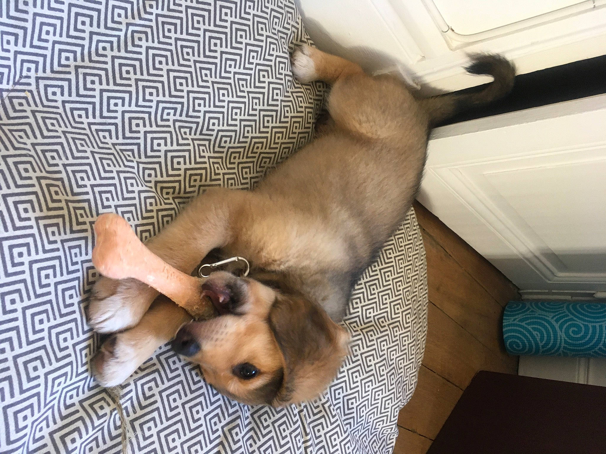 Chloé participe au concours pour gagner de l'argent avec cette photo : canidae, carnivore, comfort, companion_dog, corgi_chihuahua, dog, dog_breed, fawn, flooring, fur, liver, nap, non_sporting_group, paw, puppy, sleep, snout, sporting_group, toy_dog, working_animal