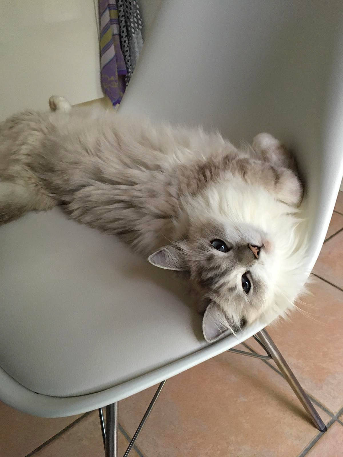 Lilibulle participe au concours pour gagner de l'argent avec cette photo : bag, box, british_longhair, carnivore, cat, cat_bed, chair, comfort, companion_dog, couch, fawn, felidae, flooring, fur, luggage_and_bags, paw, sitting, small_to_medium_sized_cats, tail, whiskers