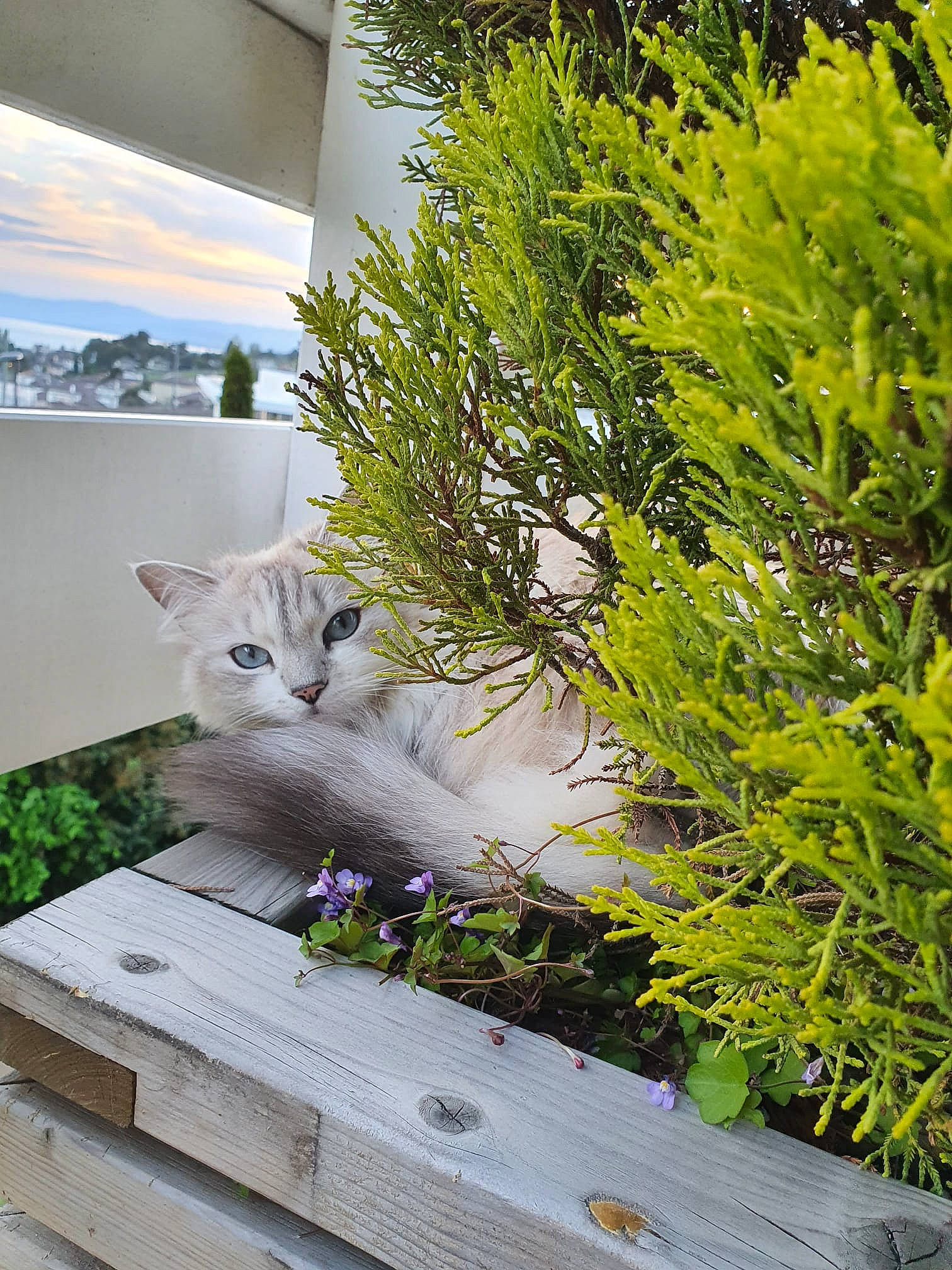 Lilibulle a rejoint le concours — aidez-le/la à gagner de superbes lots ! carnivore, cat, conifer, domestic_short_haired_cat, evergreen, felidae, flowering_plant, grass, groundcover, herb, leaf, plant, shrub, small_to_medium_sized_cats, tail, tree, twig, whiskers, window, wood