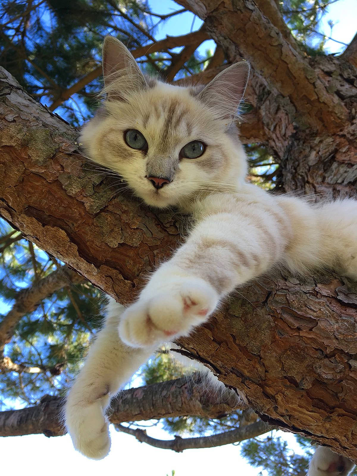 Lilibulle participe au concours pour gagner de l'argent avec cette photo : branch, carnivore, cat, domestic_short_haired_cat, fawn, felidae, fur, paw, plant, sky, small_to_medium_sized_cats, snout, tail, terrestrial_animal, tree, trunk, twig, whiskers, wildlife, wood