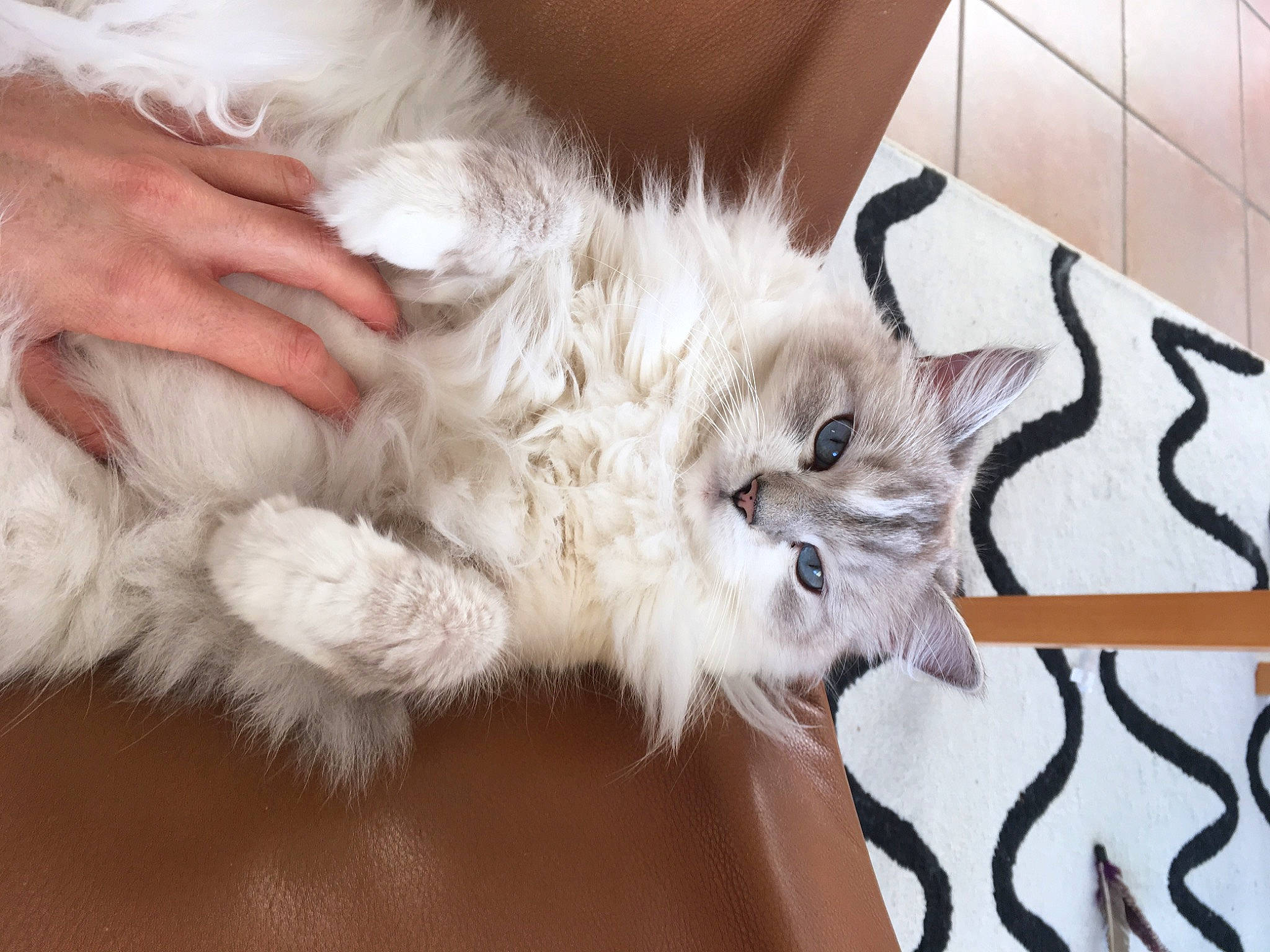 Lilibulle a rejoint le concours — aidez-le/la à gagner de superbes lots ! bed, british_longhair, carnivore, cat, chair, claw, comfort, fawn, felidae, flooring, fur, gesture, nail, paw, small_to_medium_sized_cats, tail, whiskers