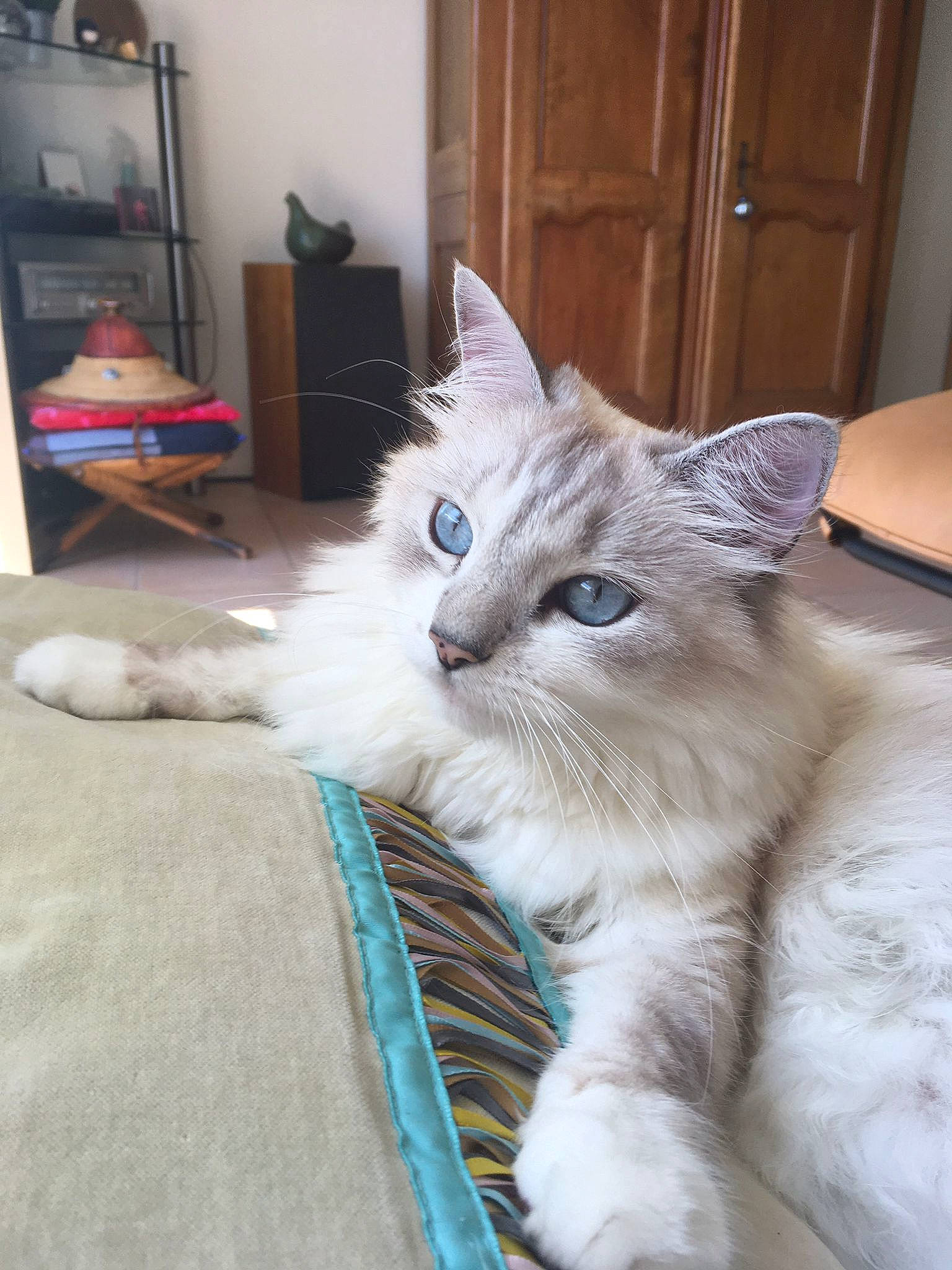 Lilibulle participe au concours pour gagner de l'argent avec cette photo : box, carnivore, cat, chair, claw, comfort, domestic_short_haired_cat, door, fawn, felidae, flooring, fur, furniture, hardwood, paw, small_to_medium_sized_cats, snout, tail, television, whiskers