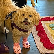 Lucy Gail joined the competition — help win amazing prizes! dog, curly_fur, pink_booties, leash, harness, wooden_floor, rug, colorful_rug, indoor, pet, happy, smiling, footwear, purple_sandals, toes, closeup, companion, cute, domestic_animal, animal