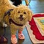 dog, curly_fur, pink_booties, leash, harness, wooden_floor, rug, colorful_rug, indoor, pet, happy, smiling, footwear, purple_sandals, toes, closeup, companion, cute, domestic_animal, animal