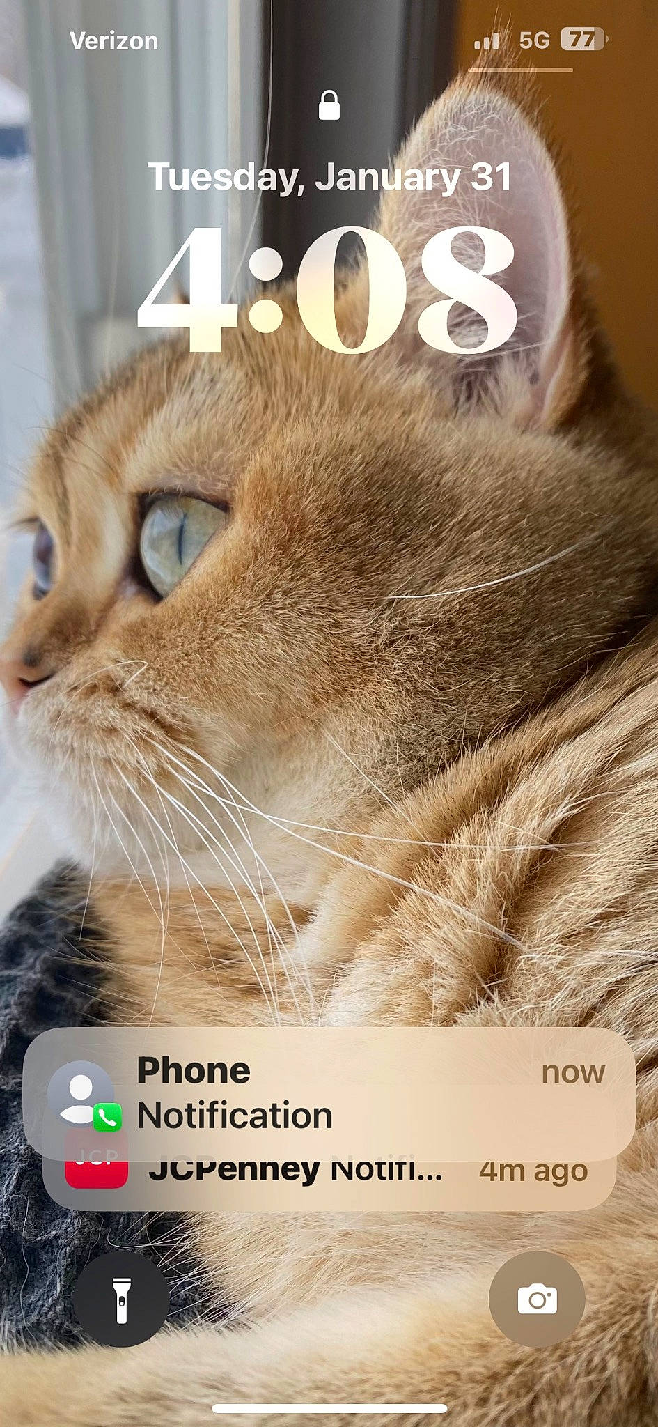 Matcha is registered to the contest to win money with this photo: advertising, carnivore, cat, cat_supply, domestic_short_haired_cat, felidae, font, fur, internet_meme, paw, pet_supply, photo_caption, publication, small_to_medium_sized_cats, terrestrial_animal, whiskers, wildlife