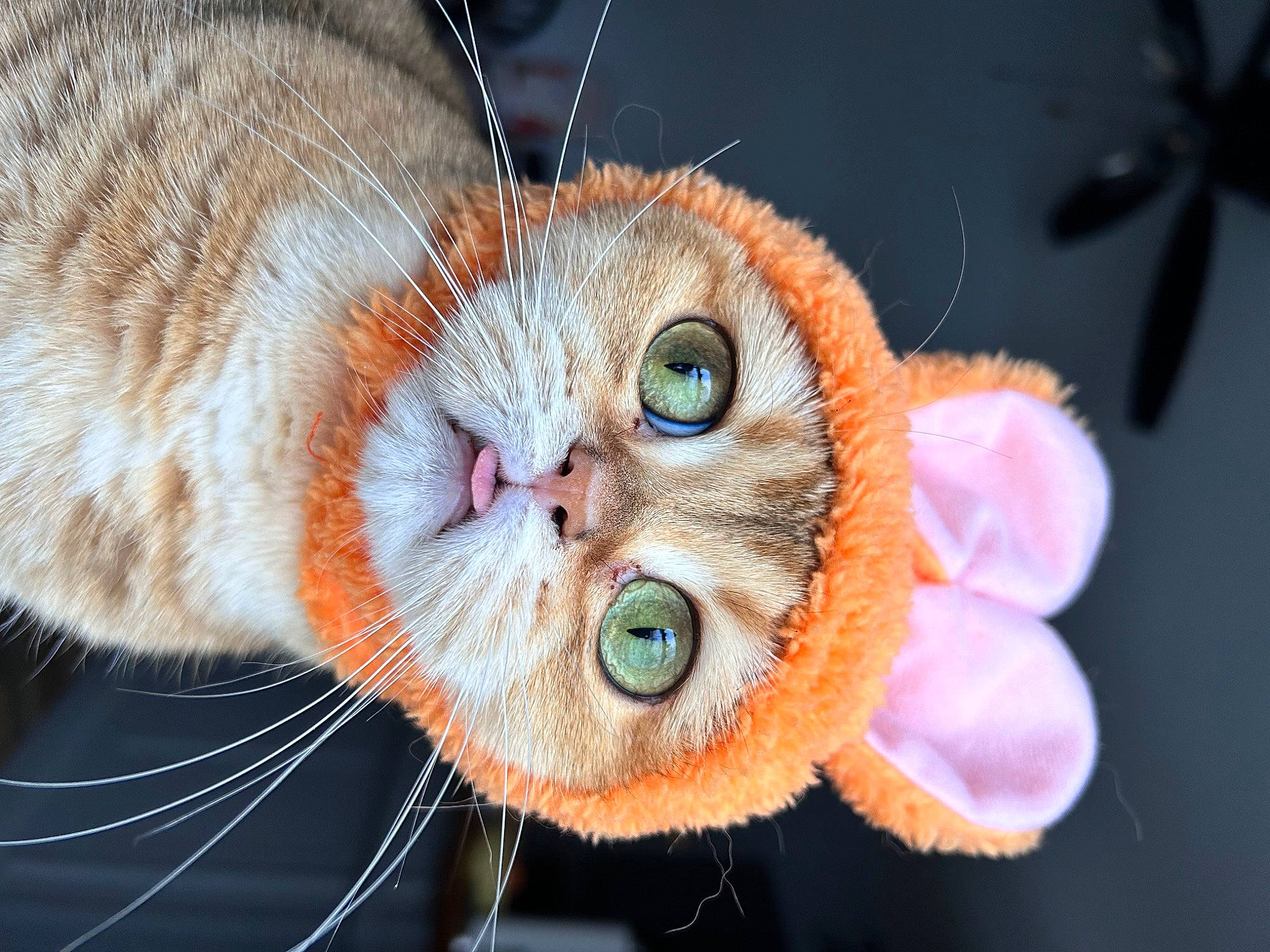 Matcha is registered to the contest to win money with this photo: carnivore, cat, claw, close_up, collar, domestic_short_haired_cat, ear, eye, eyelash, fawn, felidae, fur, head, iris, paw, small_to_medium_sized_cats, snout, tail, whiskers, wildlife