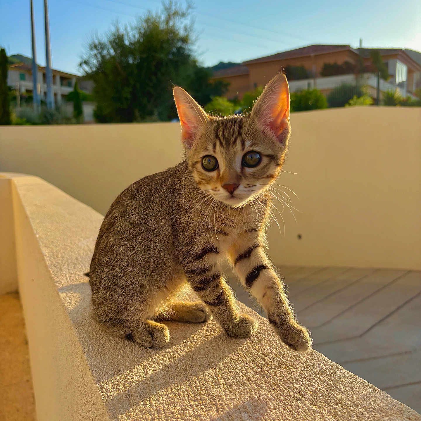 Rio participe au concours pour gagner de l'argent avec cette photo : animal, cat, closeup, curious, cute, daylight, ears, feline, kitten, nature, outdoor, paw, pet, shadow, sunlight, tabby, texture, wall, whiskers, young