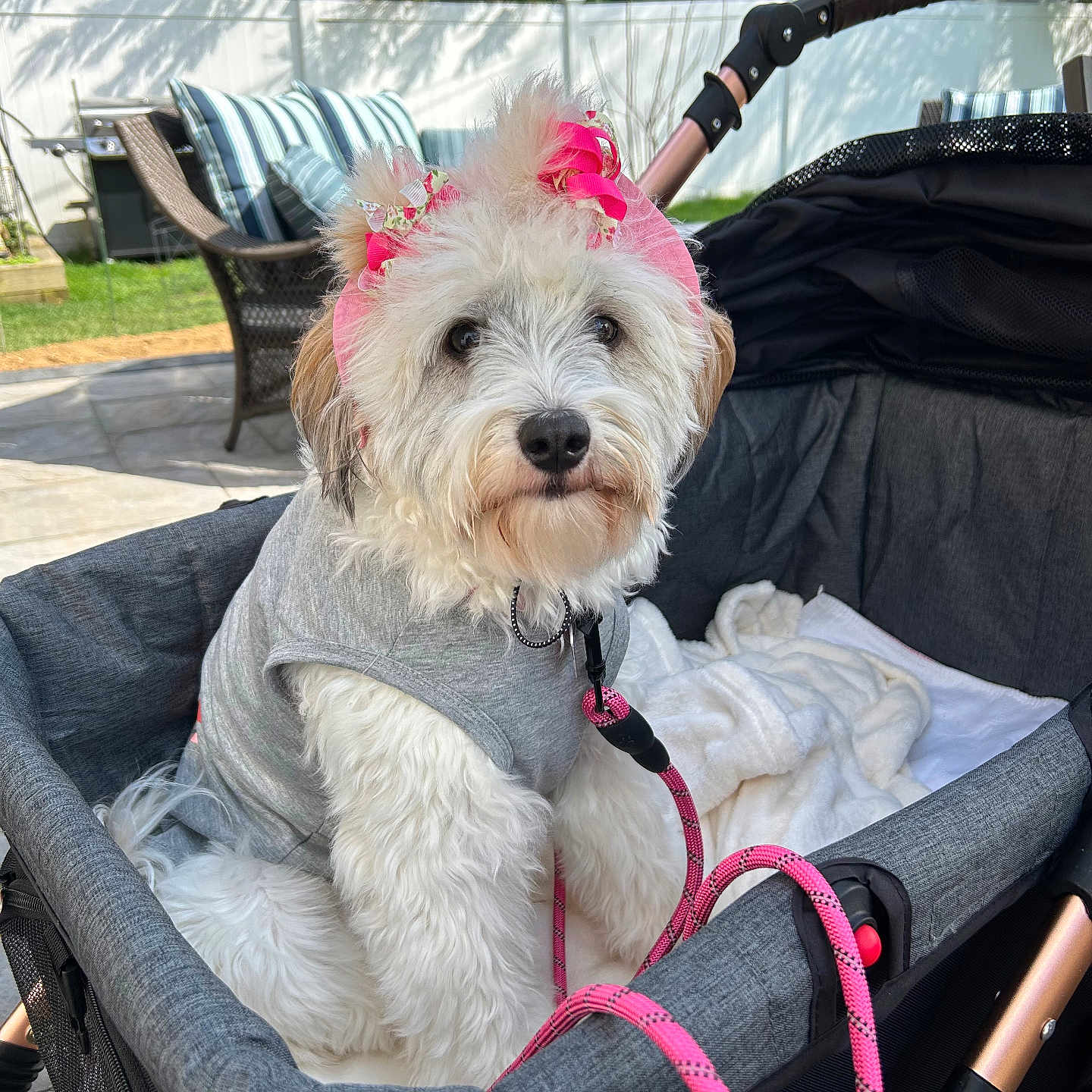 Honey joined the competition — help win amazing prizes! accessories, animal, canine, chair, clothing, couch, dog, furniture, glove, grass, leash, person, pet, plant, poodle, puppy, strap, stroller, terrier, whitedog