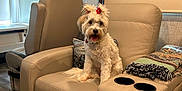 Honey joined the competition — help win amazing prizes! beige_chair, blanket, camper, cozy, curtains, decor, dog, floor, flower_hair_clips, fur, happy, indoor, living_space, pet, recliner, rv, seat, tongue_out, white_dog, window