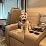 beige_chair, blanket, camper, cozy, curtains, decor, dog, floor, flower_hair_clips, fur, happy, indoor, living_space, pet, recliner, rv, seat, tongue_out, white_dog, window