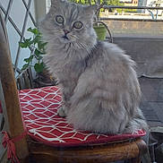Yoda participe au concours pour gagner de l'argent avec cette photo : balcony, cat, chair, curious, cushion, daylight, eyes, feline, fluffy, fur, gray, home, nature, outdoor, pet, plant, relaxed, sitting, window, wooden