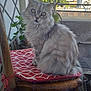 balcony, cat, chair, curious, cushion, daylight, eyes, feline, fluffy, fur, gray, home, nature, outdoor, pet, plant, relaxed, sitting, window, wooden