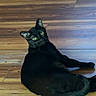 black_cat, cat, pet, animal, feline, green_eyes, wooden_floor, indoor, lying_down, looking_back, curious, domestic_cat, mammal, whiskers, tail, ears, flooring, relaxed, cute, companion