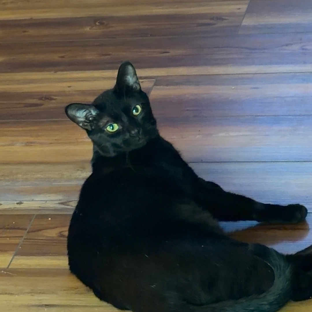 Waylon joined the competition — help win amazing prizes! black_cat, cat, pet, animal, feline, green_eyes, wooden_floor, indoor, lying_down, looking_back, curious, domestic_cat, mammal, whiskers, tail, ears, flooring, relaxed, cute, companion