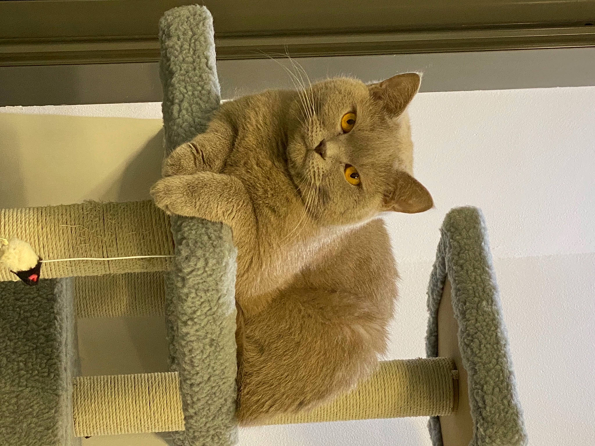 Tom is registered to the contest to win money with this photo: carnivore, cat, cat_supply, domestic_short_haired_cat, fawn, felidae, fur, grey, plant, rectangle, small_to_medium_sized_cats, snout, tail, terrestrial_animal, whiskers, wicker, wood, wool