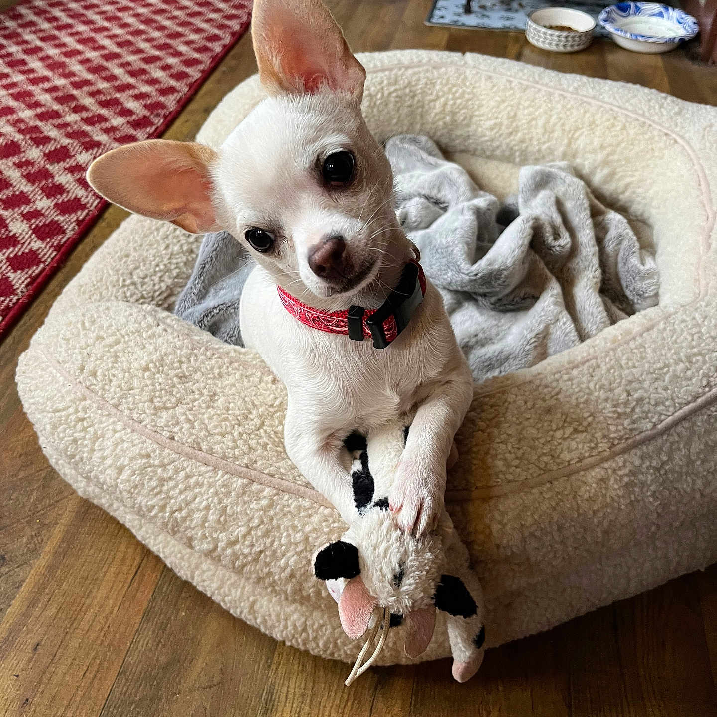 Oliver is registered to the contest to win money with this photo: animal, canine, chihuahua, couch, cushion, dog, dogbed, furniture, hardwood, homedecor, pet, puppy, rug, terrier, whitedog, wood
