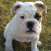 Missy Rayne Marvel joined the competition — help win amazing prizes! animal, brown_patch, bulldog, canine, closeup, cute, daylight, dog, ears, grass, mammal, nature, outdoor, pet, portrait, puppy, sitting, white_fur, wrinkles, young