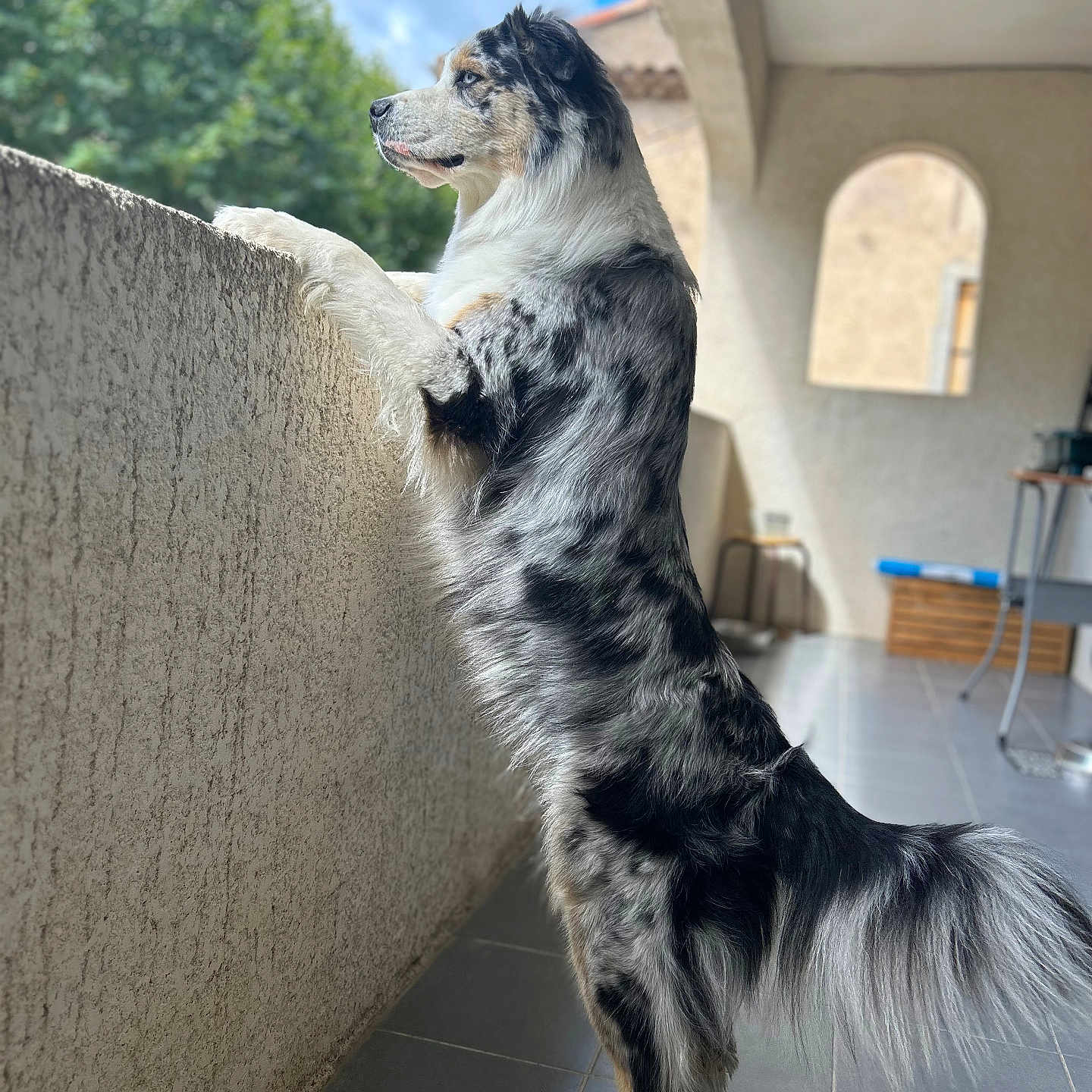 Shadow participe au concours pour gagner de l'argent avec cette photo : accessories, animal, architecture, building, canine, cat, collie, couch, dog, flagstone, furniture, handrail, husky, path, pet, puppy, slate, strap, walkway, wall