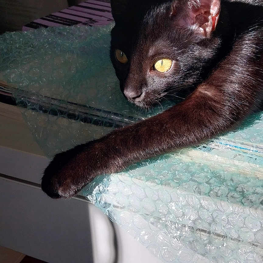 Una a rejoint le concours — aidez-le/la à gagner de superbes lots ! black_cat, cat, feline, golden_eyes, animal, pet, lying_down, stretching, paw, whiskers, pointed_ears, short_hair, desk, bubble_wrap, stationery, pens, pencils, indoor, portrait, closeup