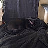Una participe au concours pour gagner de l'argent avec cette photo : cat, black_cat, sleeping, resting, curled_up, blanket, armchair, chair, furniture, cozy, indoors, home, dark, fur, whiskers, ears, pet, nap, wooden_legs, portrait
