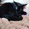 cat, black_cat, sleeping, curled_up, pet, animal, furry, bed, blanket, pink_blanket, cozy, indoors, home, stuffed_animals, relaxed, resting, cute, whiskers, ears, photography